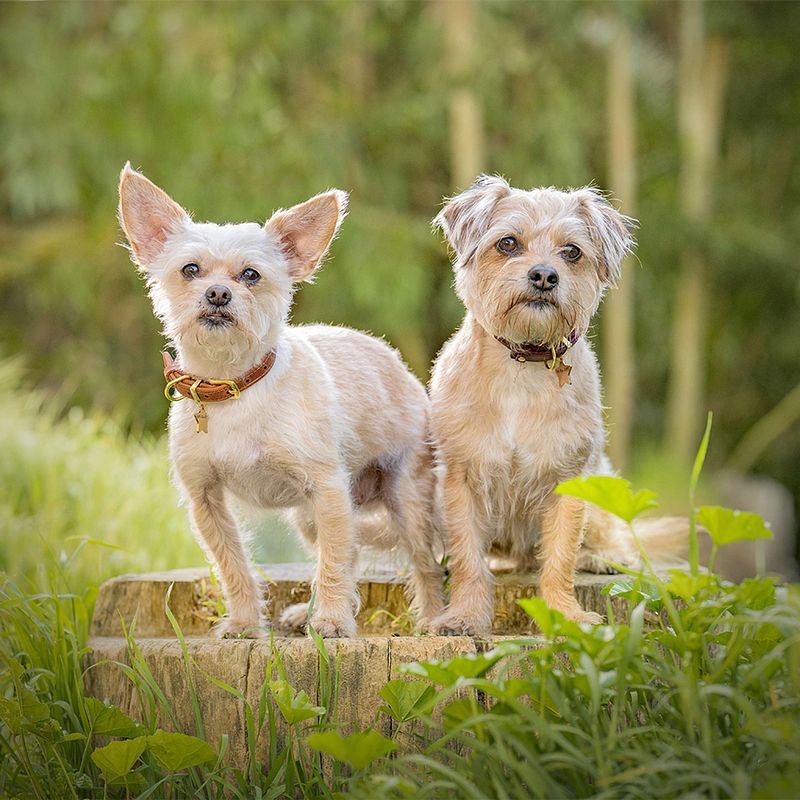 Vote for Linus and Lucy