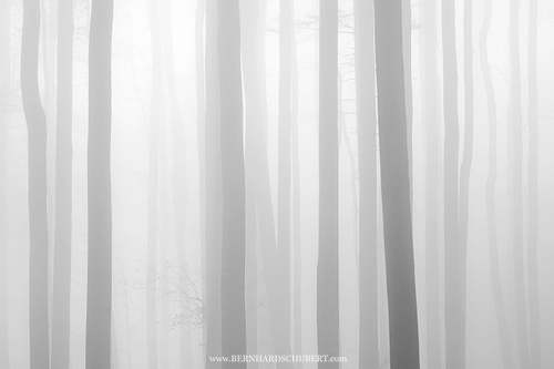 Beeches in fog