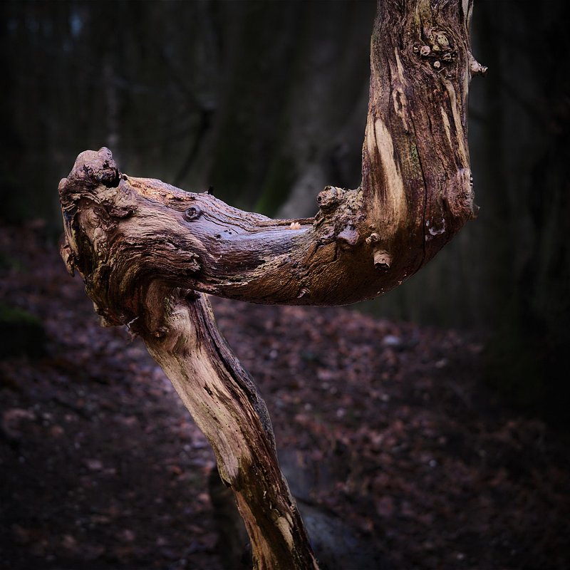 Abstracte natuurfotografie (4 juli 2026)