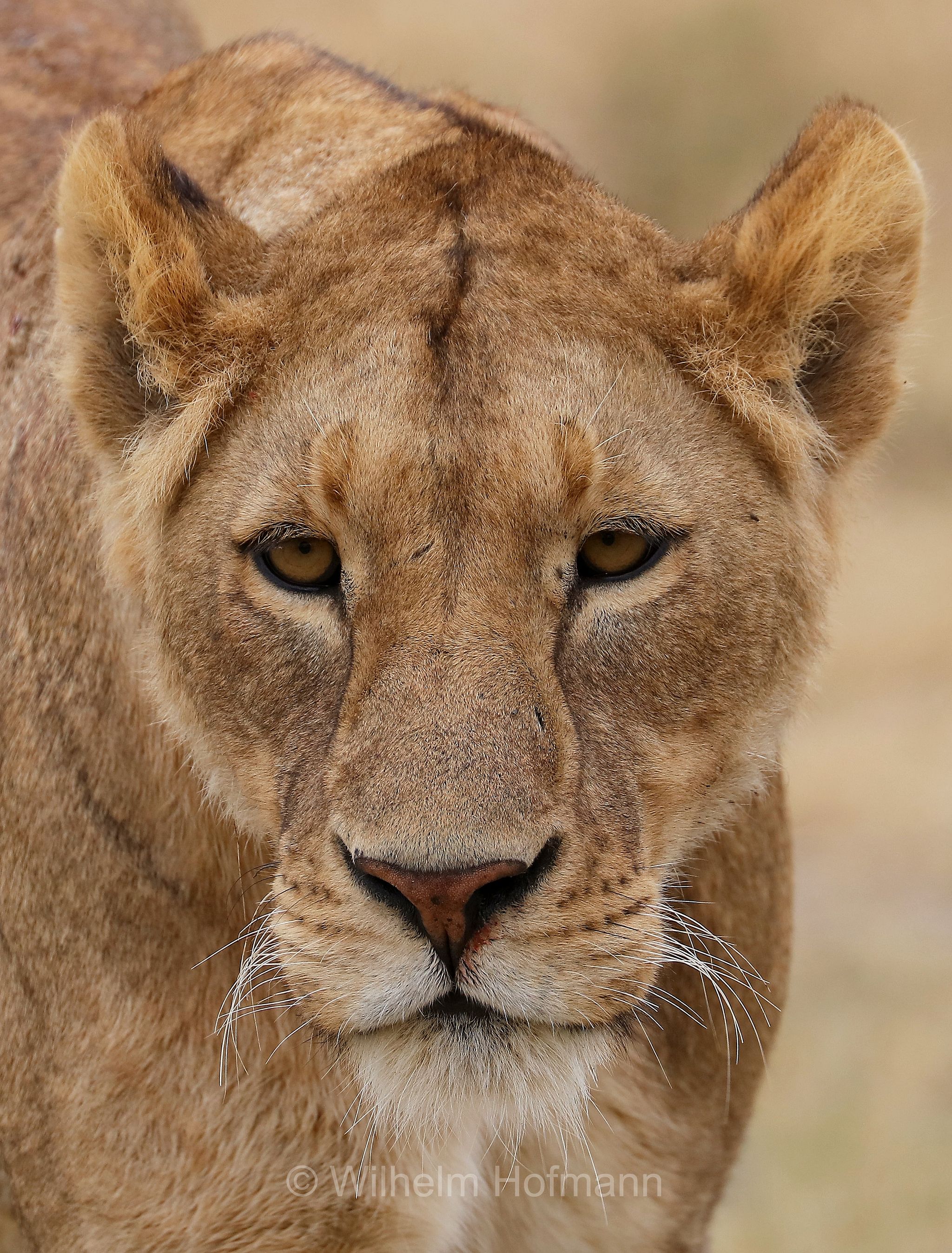 Lion, Ngorongoro Conservation Area, Tanzania, Löwe, leone, panthera leo melanochaita, Ngorongoro Krater, Tansania, Magadisee, lake magadi, lake magad, area di conservazione di Ngorongoro