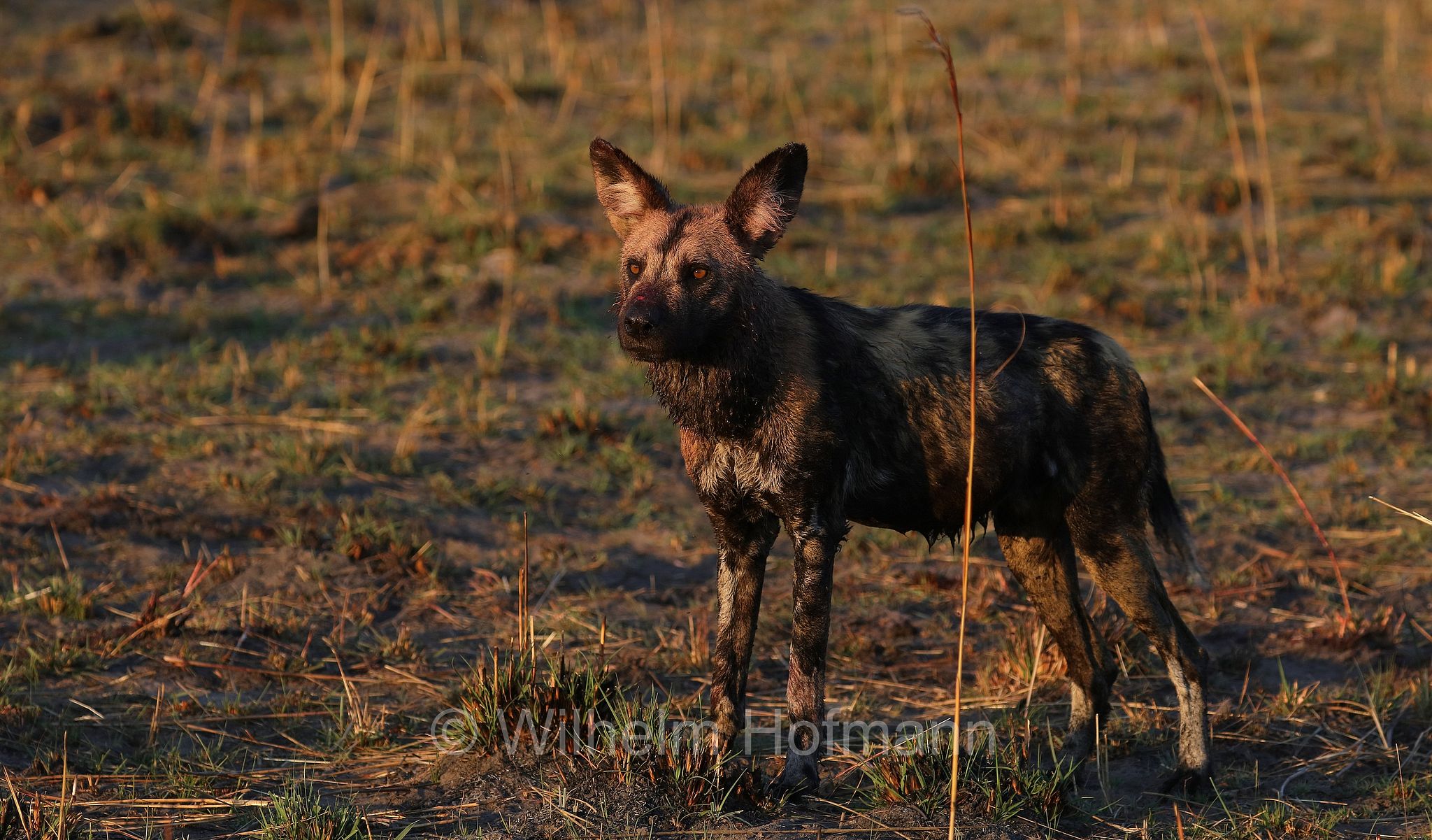 African wild dog, painted dog, Cape hunting dog, Afrikanischer Wildhund, licaone, cane selvatico africano, Lycaon pictus, Moremi Game Reserve, Moremi-Wildreservat, Okavango Delta, Okavango Grassland, Botswana, Republik Botsuana