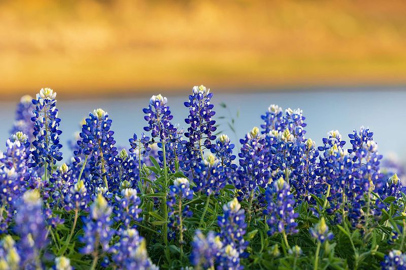 Texas Bluebonnets 2026: Boom or Bust