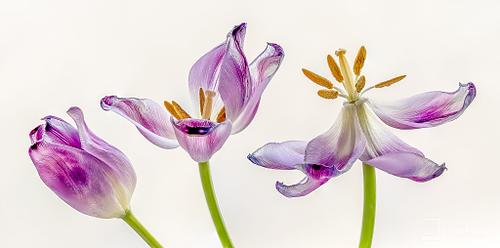 Still Life & Creative