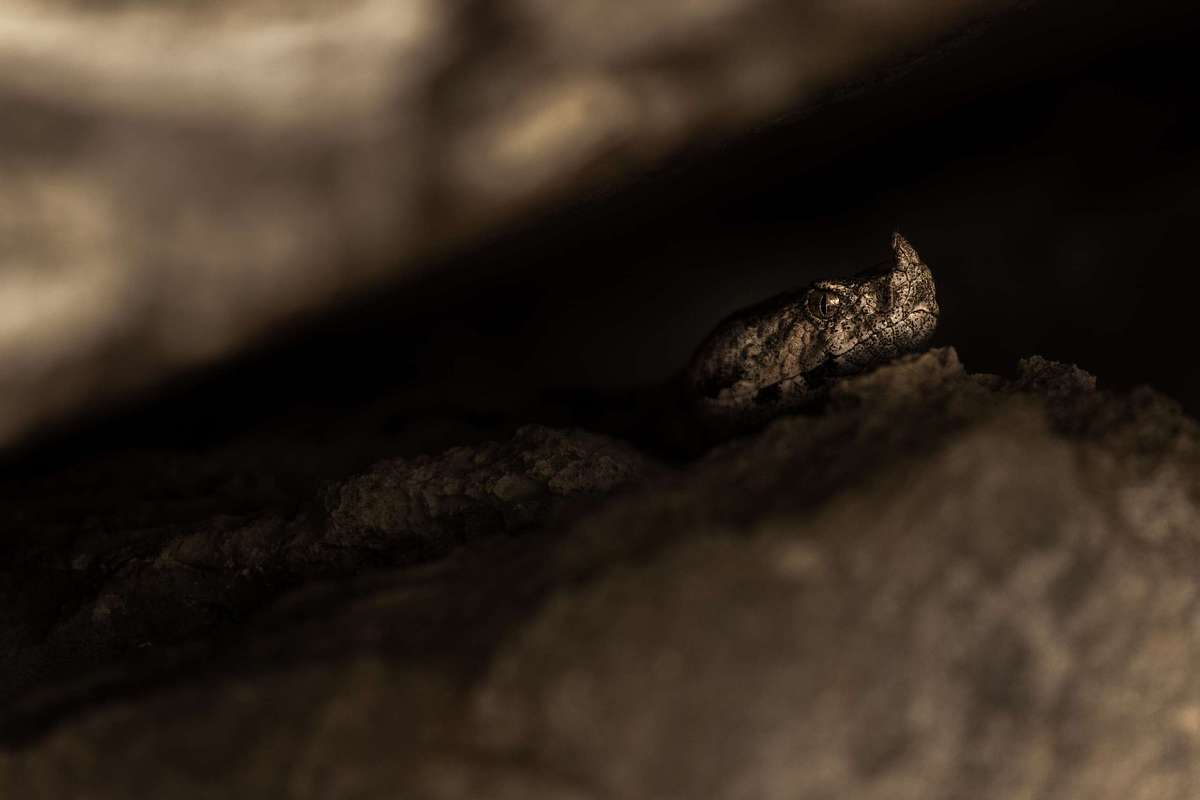 Hornotter Vipera ammodytes Kroatien Naturfotografie Workshop