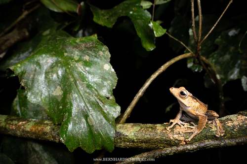 Polypedates otilophus - File-eared tree frog