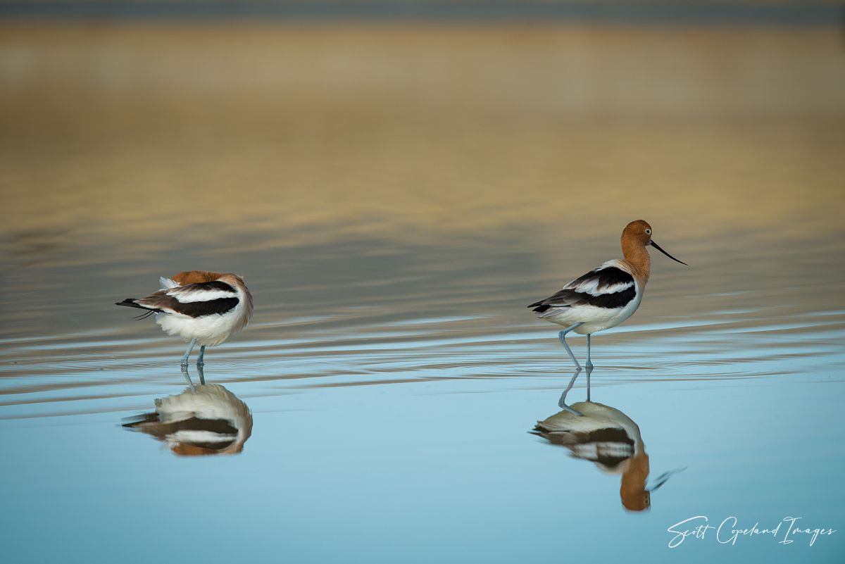 Avocet Reflection