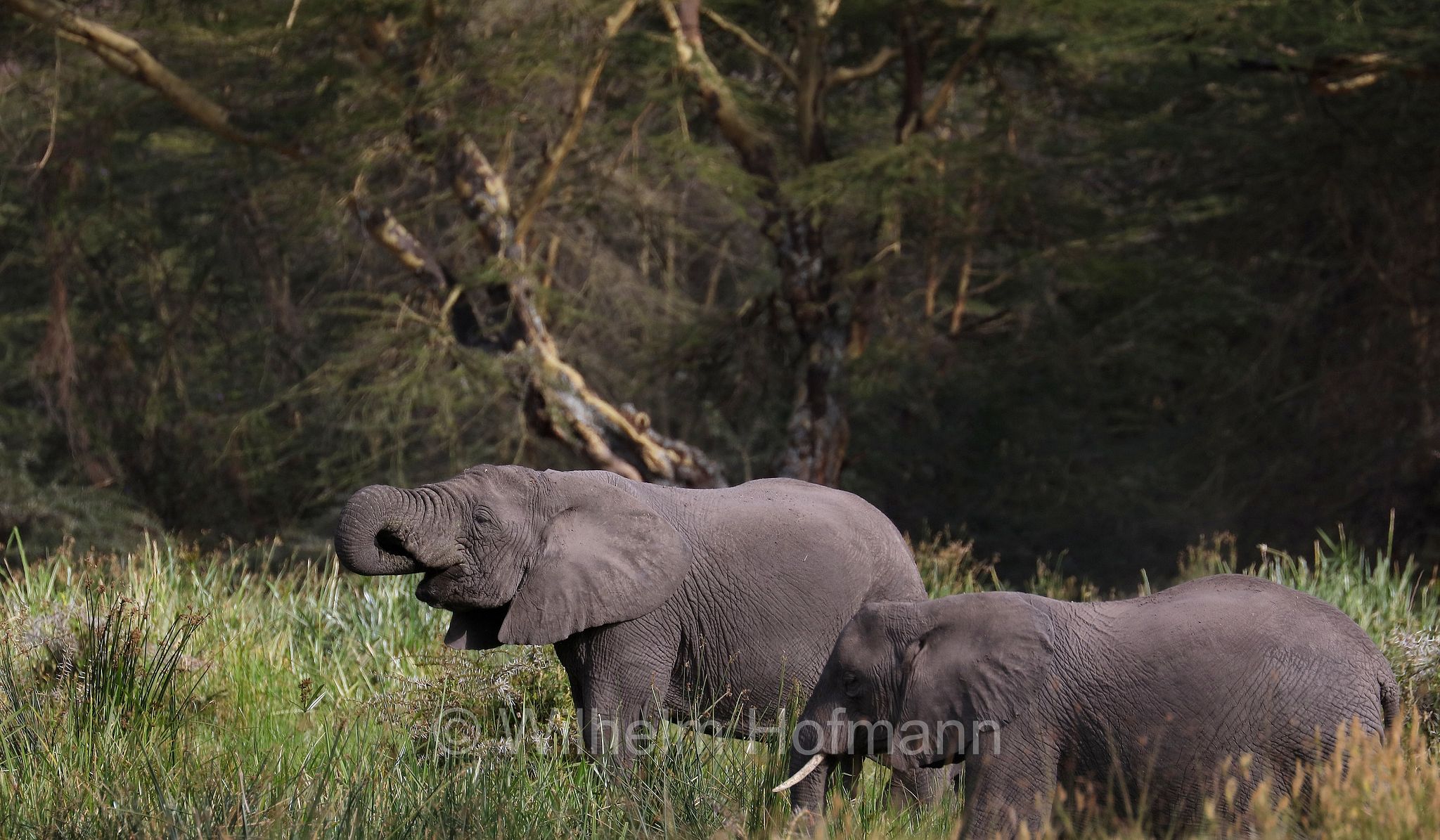 African bush elephant, African savanna elephant, Afrikanischer Elefant, Afrikanischer Buschelefant, Afrikanischer Savannenelefant, Afrikanischer Steppenelefant, elefanto africano, elefanto africano di savana, area di conservazione di Ngorongoro, Ngorongoro Conservation Area, Ngorongoro Krater, Tanzania, Tansania