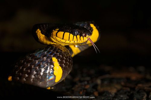 Boiga melanota - Western mangrove cat snake
