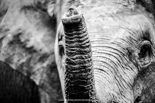 Elephas maximus borneensis – Borneo-Zwergelefant