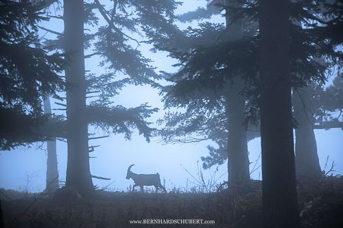 Capra ibex – Alpensteinbock
