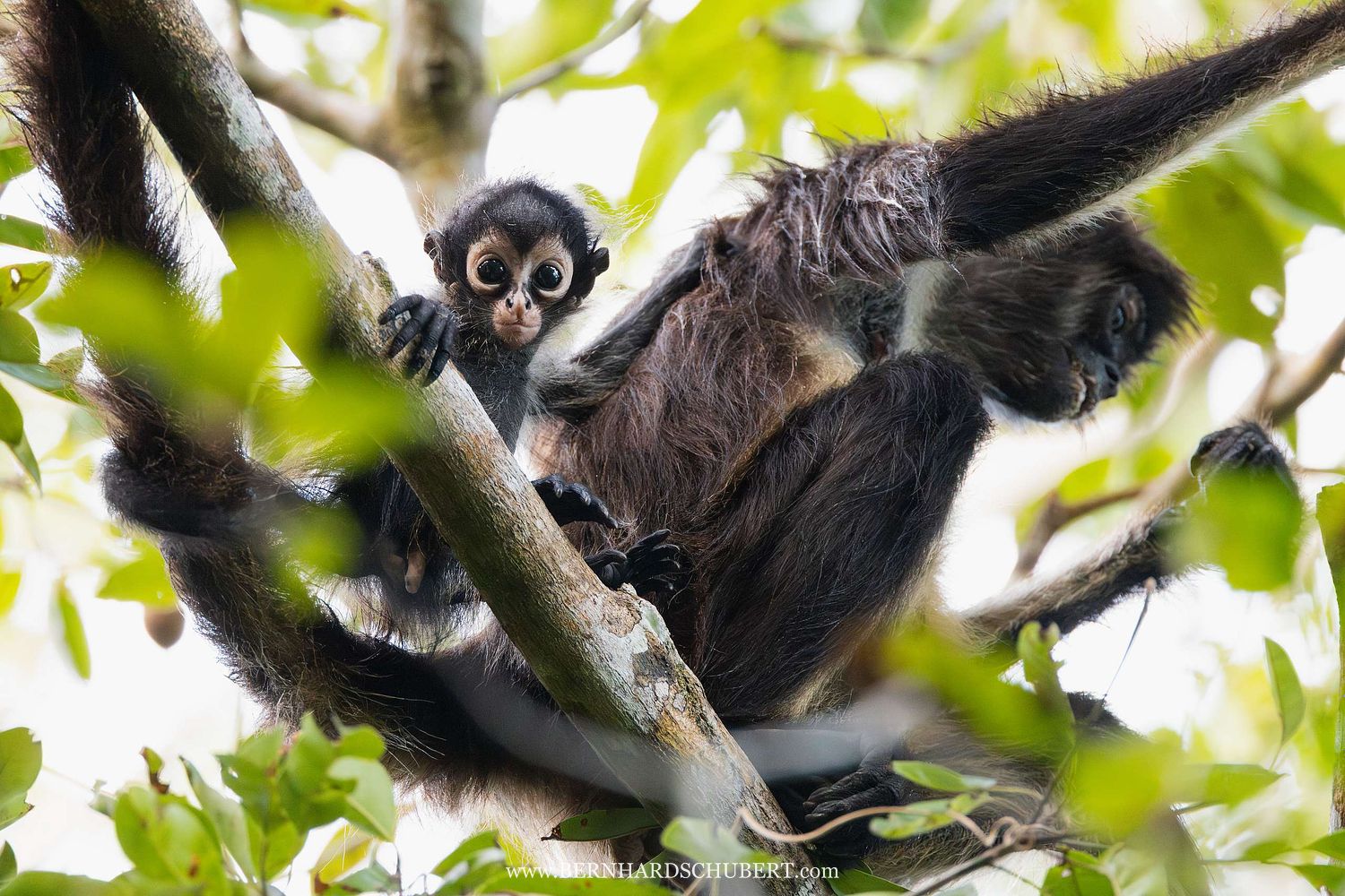 Ateles geoffroyi - Geoffroys Klammeraffe