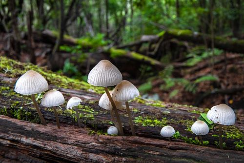 Mycena sp. - Bonnets on deadwood