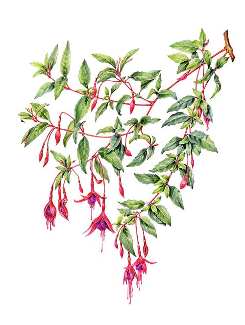 Creating meaningful botanical illustrations shaped by your ideas and inspirations