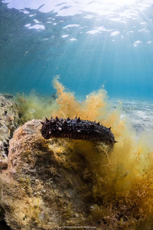 Holothuria sp. - Sea cucumber