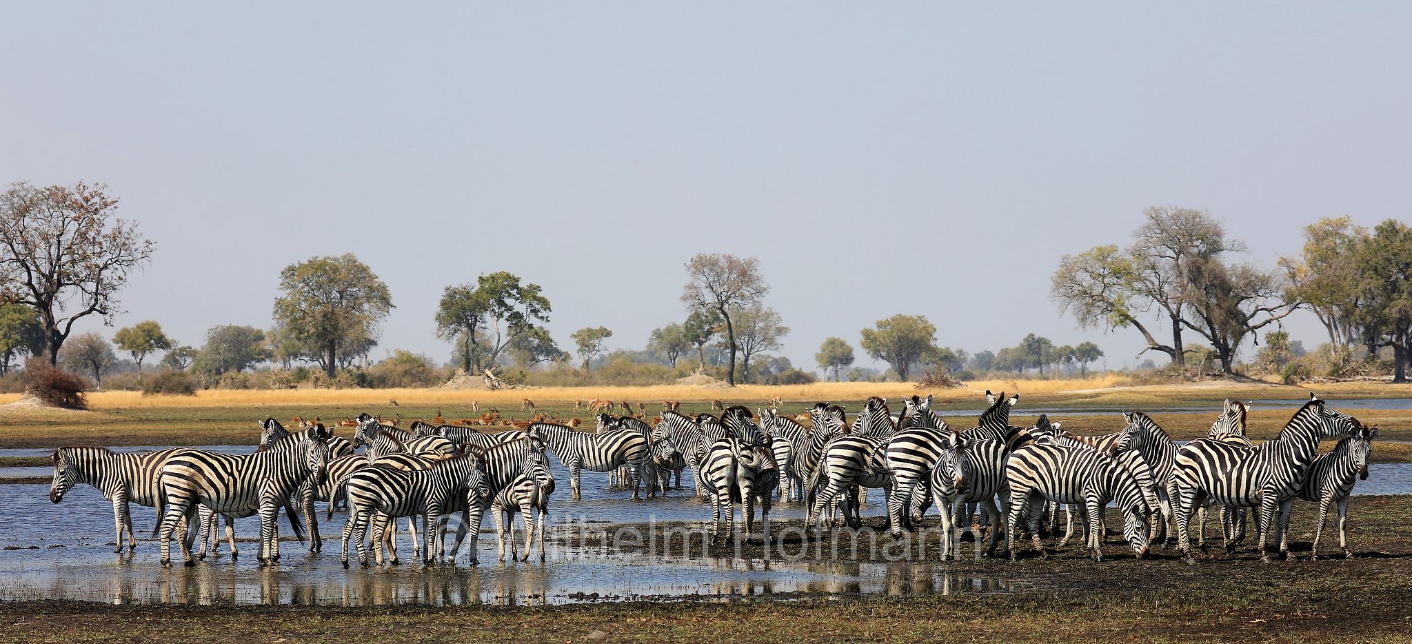 plains zebra, Steppenzebra, zebra di pianura, equus quagga, Moremi Game Reserve, Moremi-Wildreservat, Okavango Delta, Okavango Grassland, Botswana, Republik Botsuana