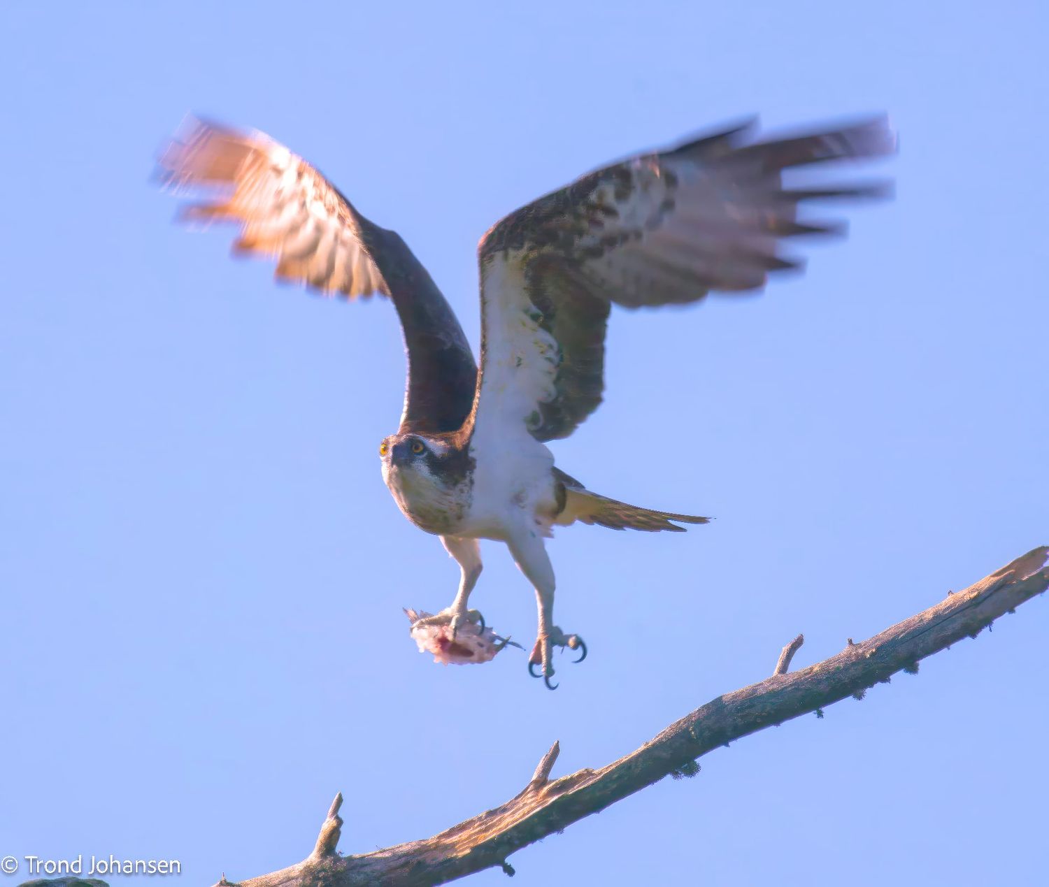 A majestic Osprey (Fiskeørn) perched in its favorite tree, eating a freshly caught fish in Norway. Captured by wildlife photographer Trond Johansen.