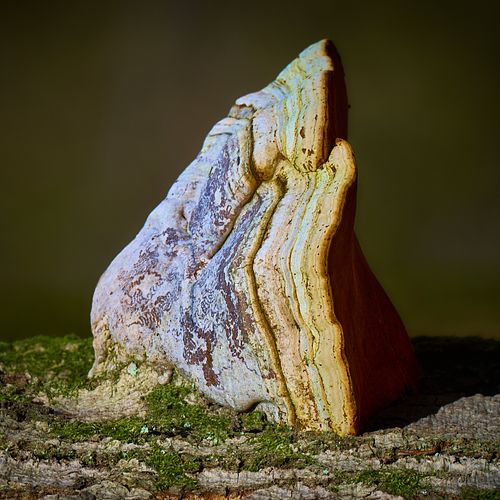 Fotostacking, boomschros, details