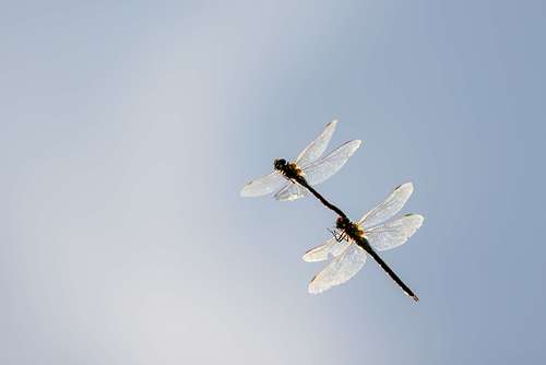 Aeshna cyanea - Southern hawker