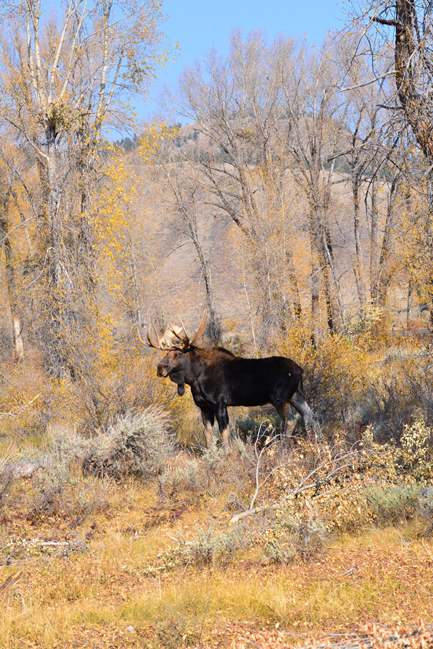 YELLOWSTONE & GRAND TETON
