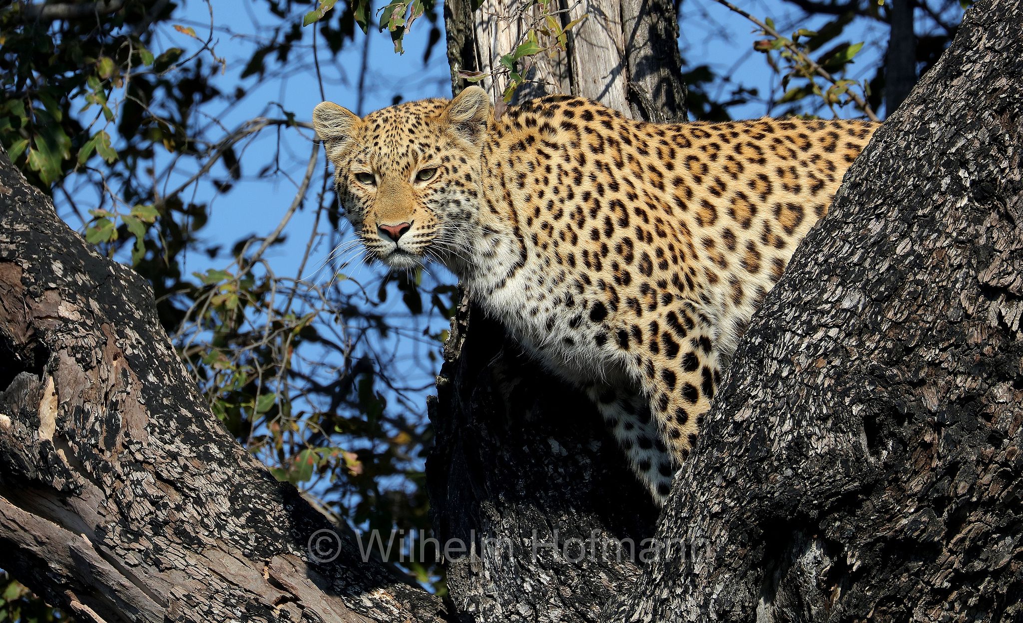 Leopard, leopardo, Panter, Panther, Panthera pardus, Moremi Game Reserve, Moremi-Wildreservat﻿, Okavango Delta, Okavango Grassland, Botswana, Republik Botsuana