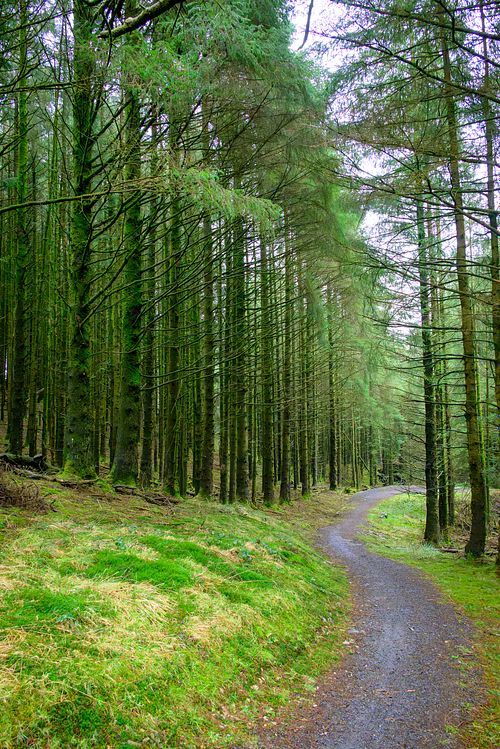 Bwlch Nant yr Arian Forest Trail