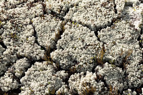 Naturwaldreservat Trillemarka