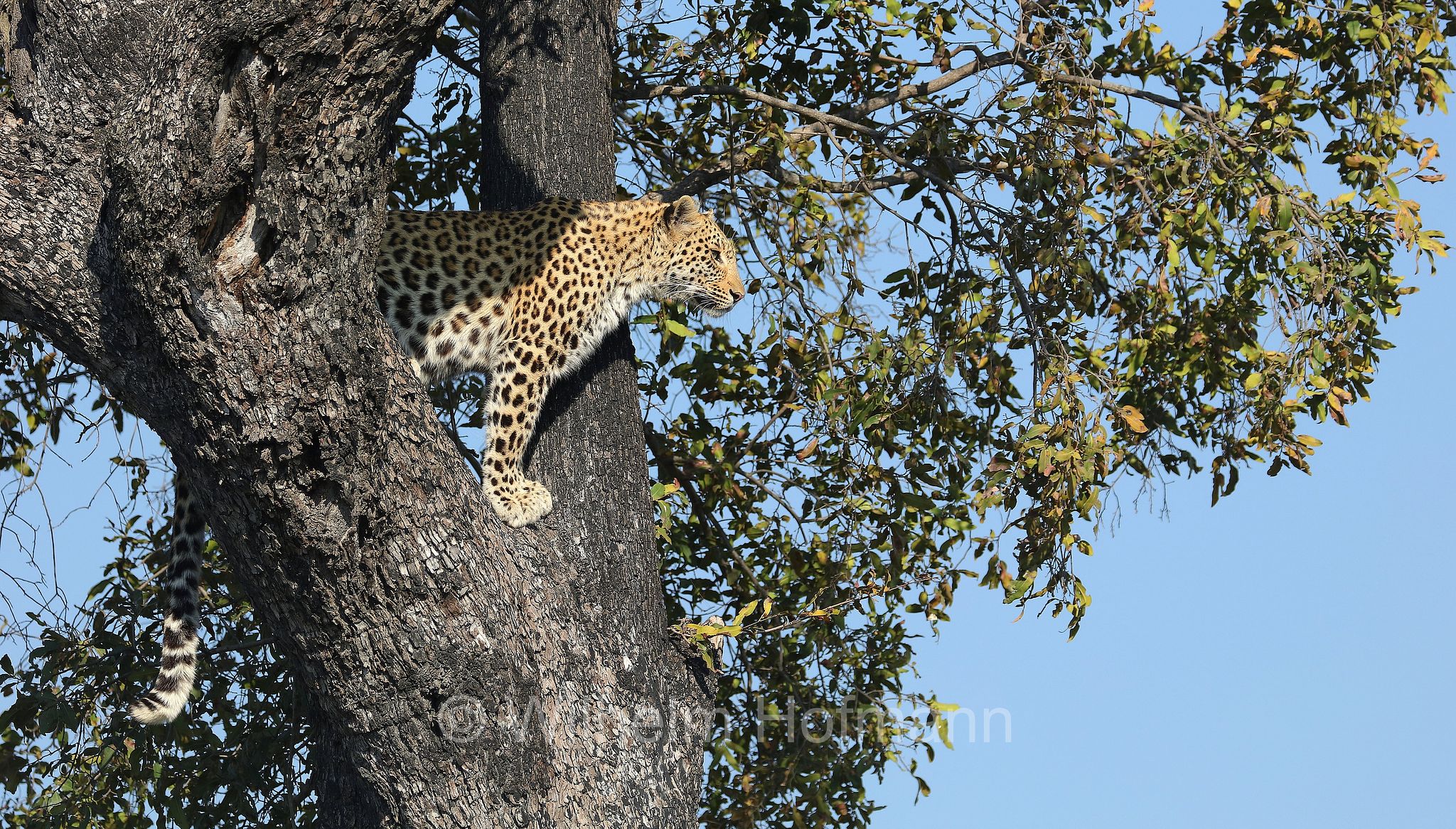 Leopard, leopardo, Panter, Panther, Panthera pardus, Moremi Game Reserve, Moremi-Wildreservat﻿, Okavango Delta, Okavango Grassland, Botswana, Republik Botsuana