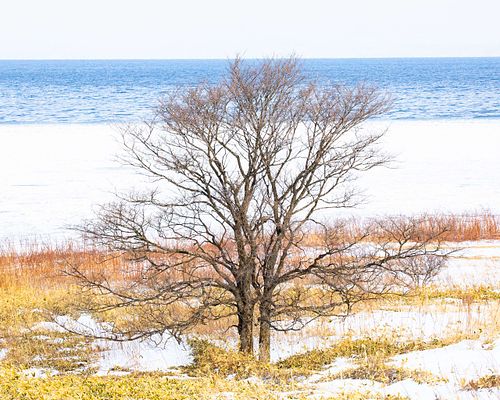 Vereinter Baum bei Nemuro