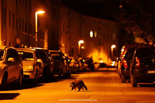 Procyon lotor - Raccoon