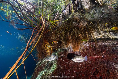 Cichlids in a Cenote