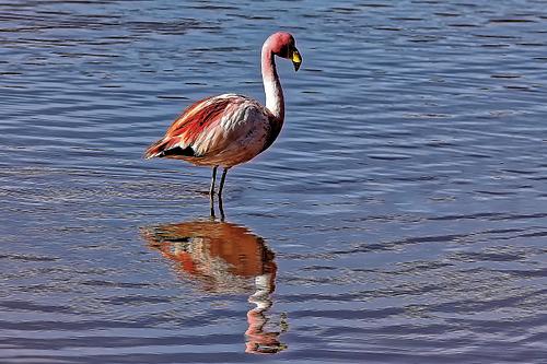 Flamands roses dans les lagunes Sud Lipez en Bolivie