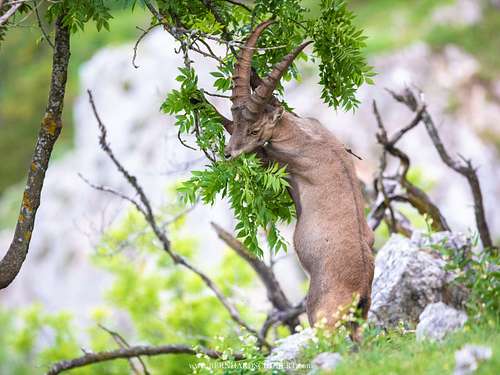 Capra ibex - Alpine ibex