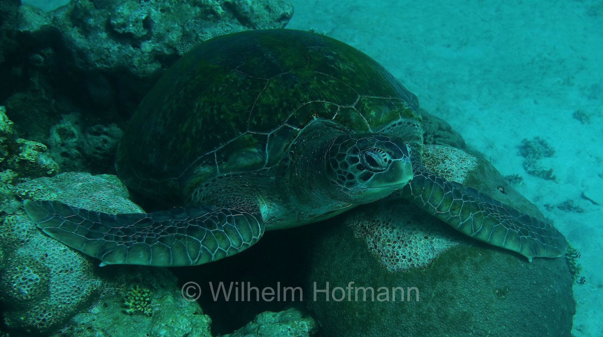 green sea turtle, green turtle, black sea turtle, Pacific green turtle, Grüne Meeresschildkröte, tartaruga verde, Chelonia mydas, Komodo Islands, Komodo, Lesser Sunda Islands, Kleine Sundainseln, Piccole Isole della Sonda, Nusa Tenggara Islands, Kepulauan Nusa Tenggara, Indonesia, Indonesien﻿, Turtle Point