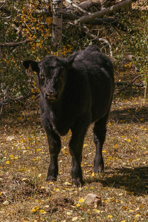 Curious Calf