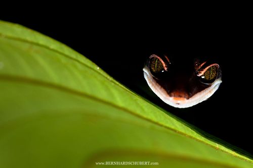 Aeluroscalabotes felinus - Cat gecko