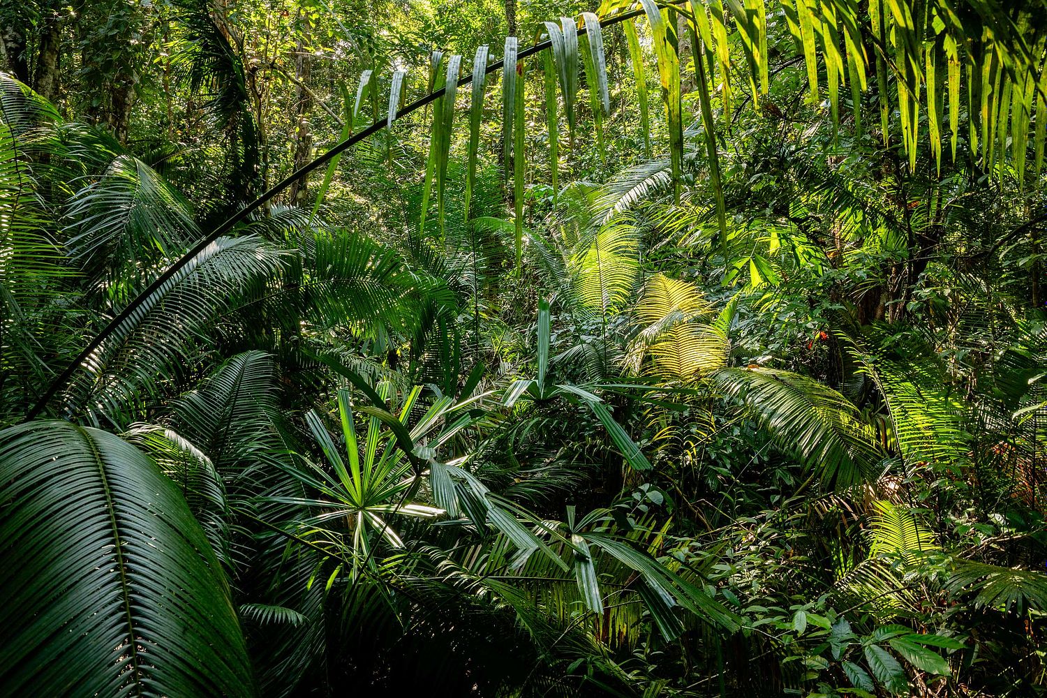 Palmen auf Koh Tarutao