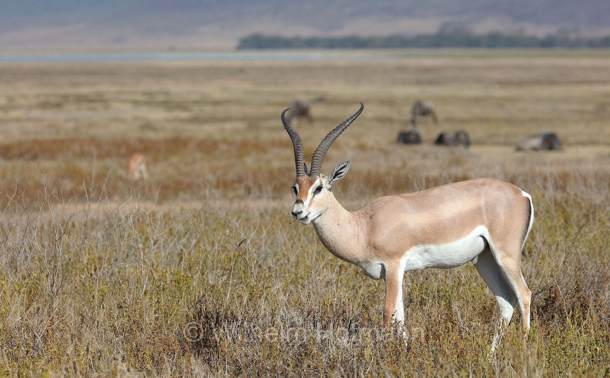 nanger granti, Grant's gazelle, southern Grant's Gazelle, Südliche Grant-Gazelle, gazella di Grant﻿, area di conservazione di Ngorongoro, Ngorongoro Conservation Area, Ngorongoro Krater, Tanzania, Tansania