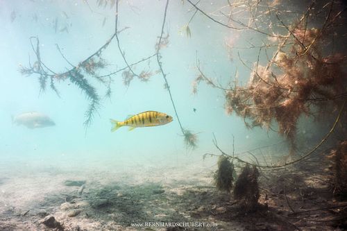 Perca fluviatilis - European perch
