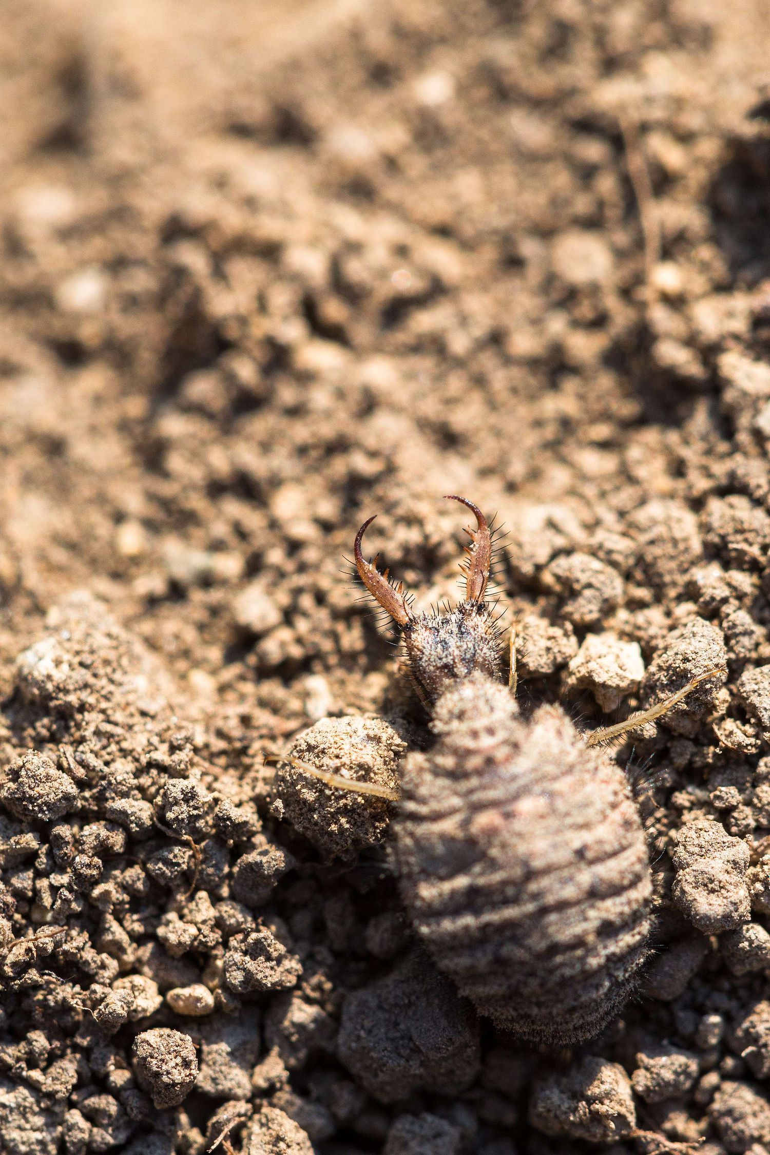 Myrmeleontidae – Ameisenlöwe