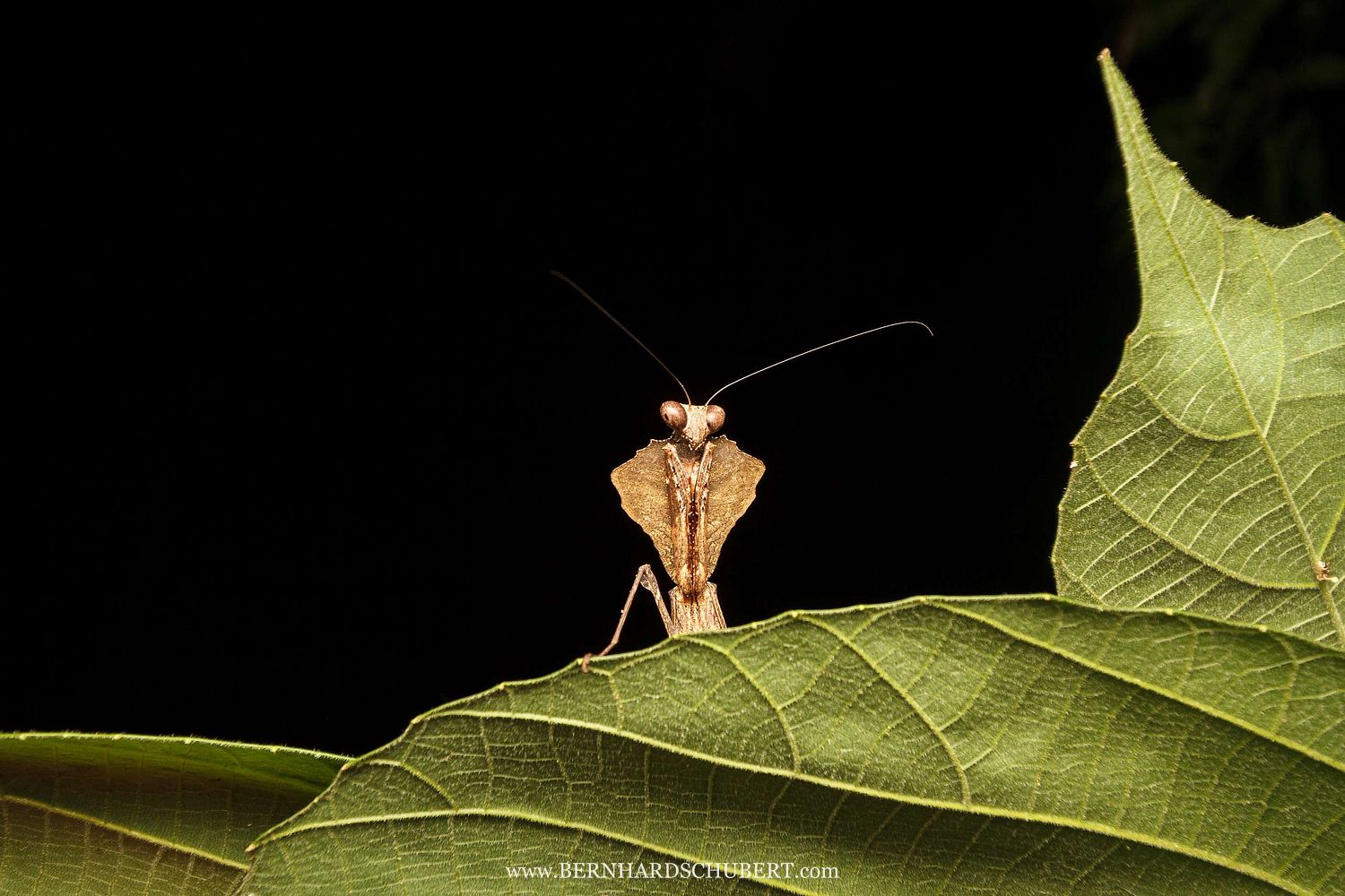 Curious Mantis