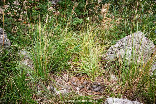 Coronella austriaca - Smooth snake