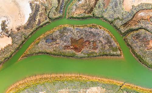 Swamp Pattern