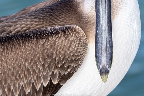 – Vogel