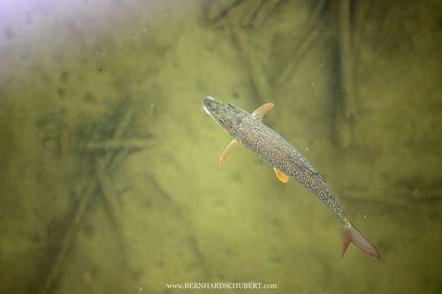 Barbus barbus - Barbel