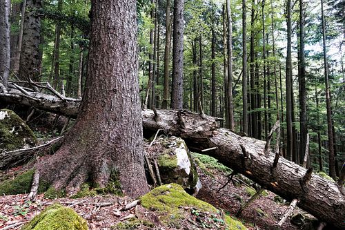 Waldreservat Bettlachstock