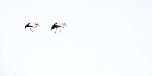 Ciconia ciconia - White stork