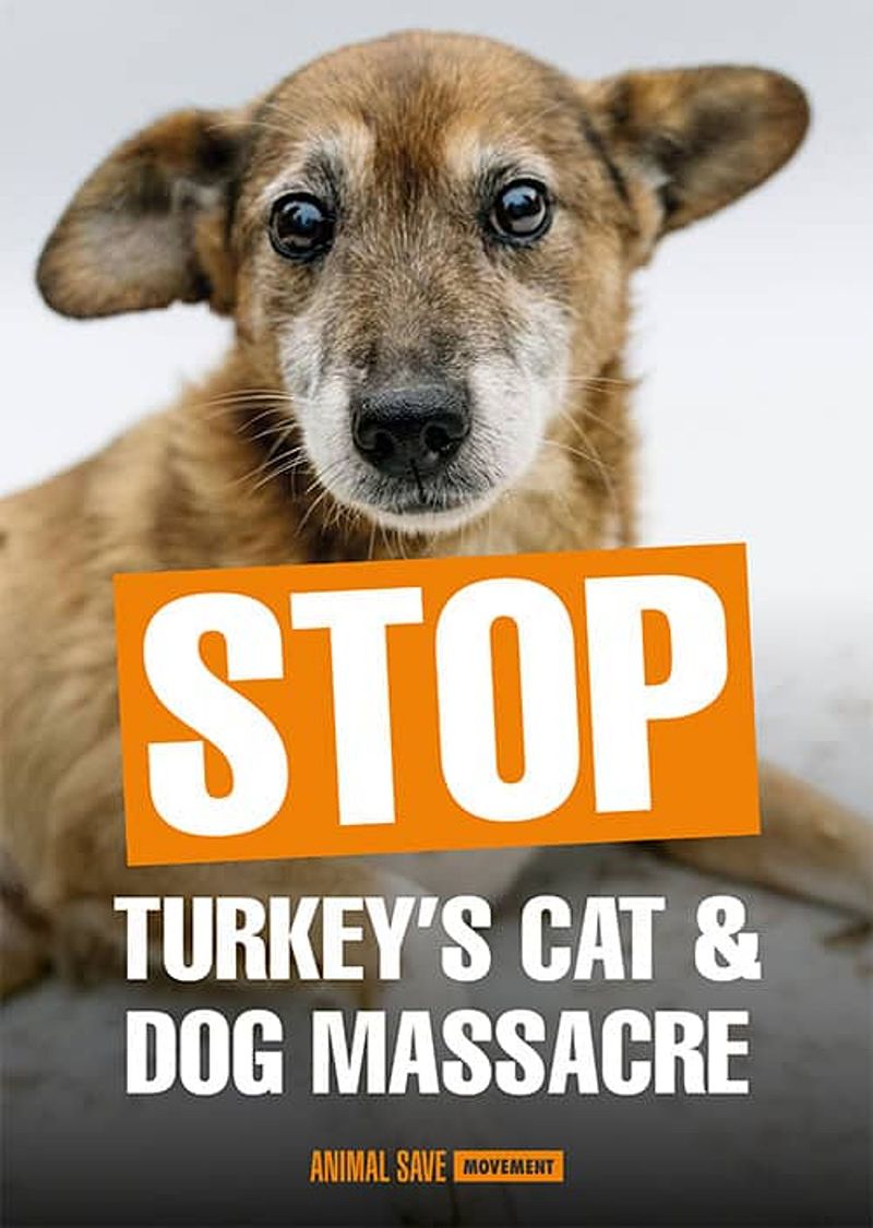 Let's Bark About It: From Beloved to Buried - Turkey’s Stray Animal Tragedy Revealed