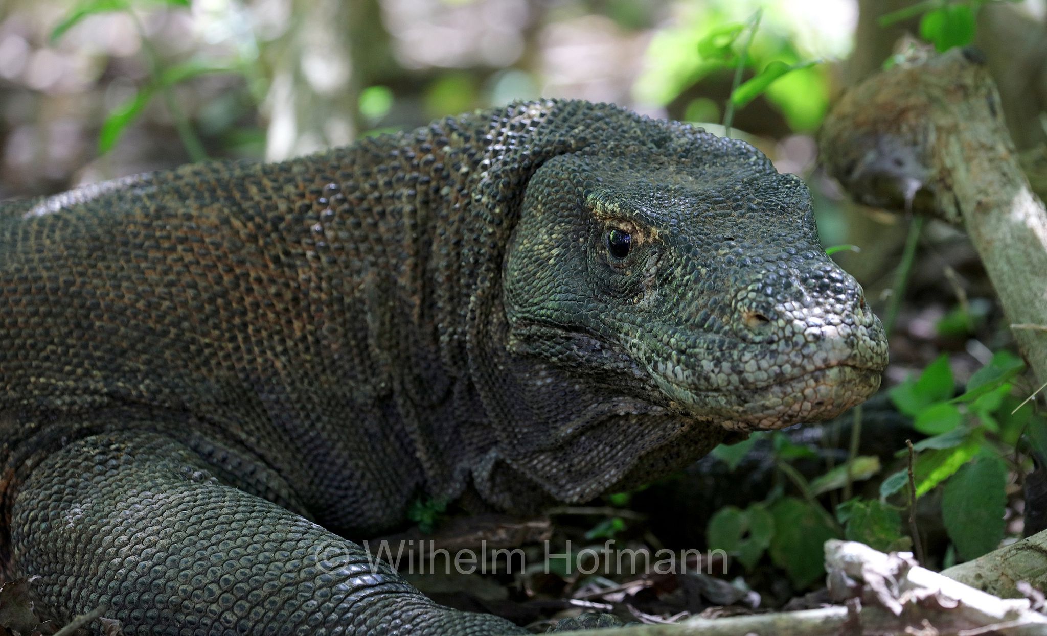 Komodo dragon, Komodo monitor, Komodowaran, Komododrache, varano di Komodo, drago di Komodo, Varanus komodoensis, Komodo Island, Komodo, Lesser Sunda Islands, Kleine Sundainseln, Piccole Isole della Sonda, Nusa Tenggara Islands, Kepulauan Nusa Tenggara, Indonesia, Indonesien