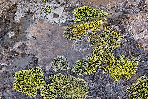 Rhizocarpon sp. - Map lichen pattern