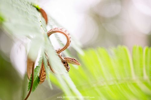 Ahaetulla fasciolata – Gefleckte Peitschennatter